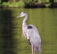 Great Blue Heron nicknamed George